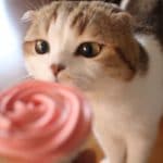 Recette Du Gateau D Anniversaire Pour Chat Recettes Gateau Recette Du Gateau D Anniversaire Pour Chat Recettes Gateau