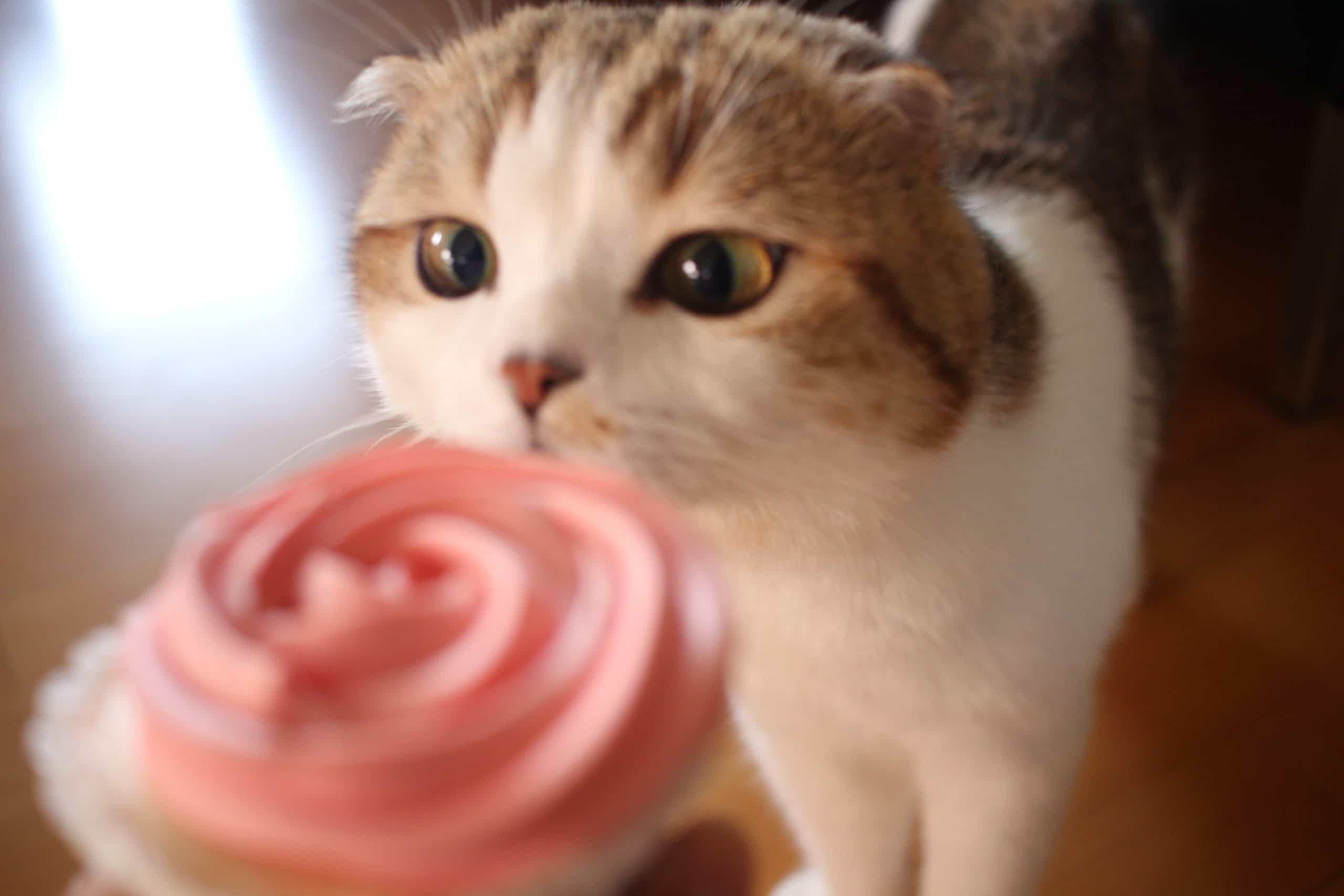 Recette du gâteau d’anniversaire pour chat